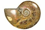 Red Flash Ammonite Fossil - Madagascar #187250-1